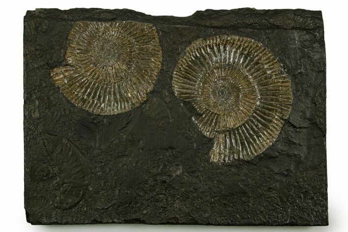 Fossil Ammonite (Dactylioceras) Cluster - Posidonia Shale, Germany #378185
